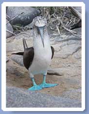 Blue Footed Boobie